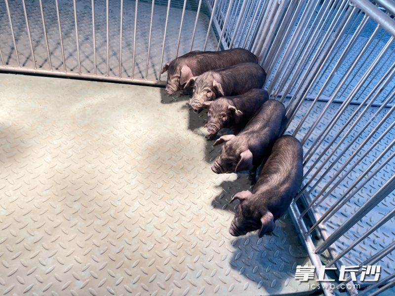 由基因编辑专家“编辑”生产的模型猪，在特殊的环境下繁殖生产，这样的猪宝宝，不但样子可爱，而且有着极高的科研价值。图片均由受访者提供