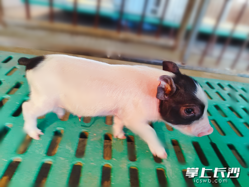 由基因编辑专家“编辑”生产的模型猪，在特殊的环境下繁殖生产，这样的猪宝宝，不但样子可爱，而且有着极高的科研价值。
