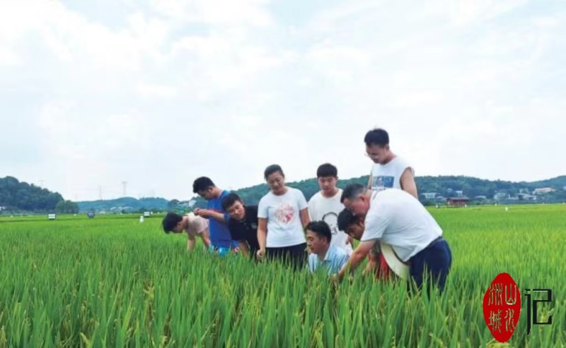 在长沙县粮食生产示范片，专家服务团成员陈光辉带领学生团队查看水稻长势情况。杨源 摄
