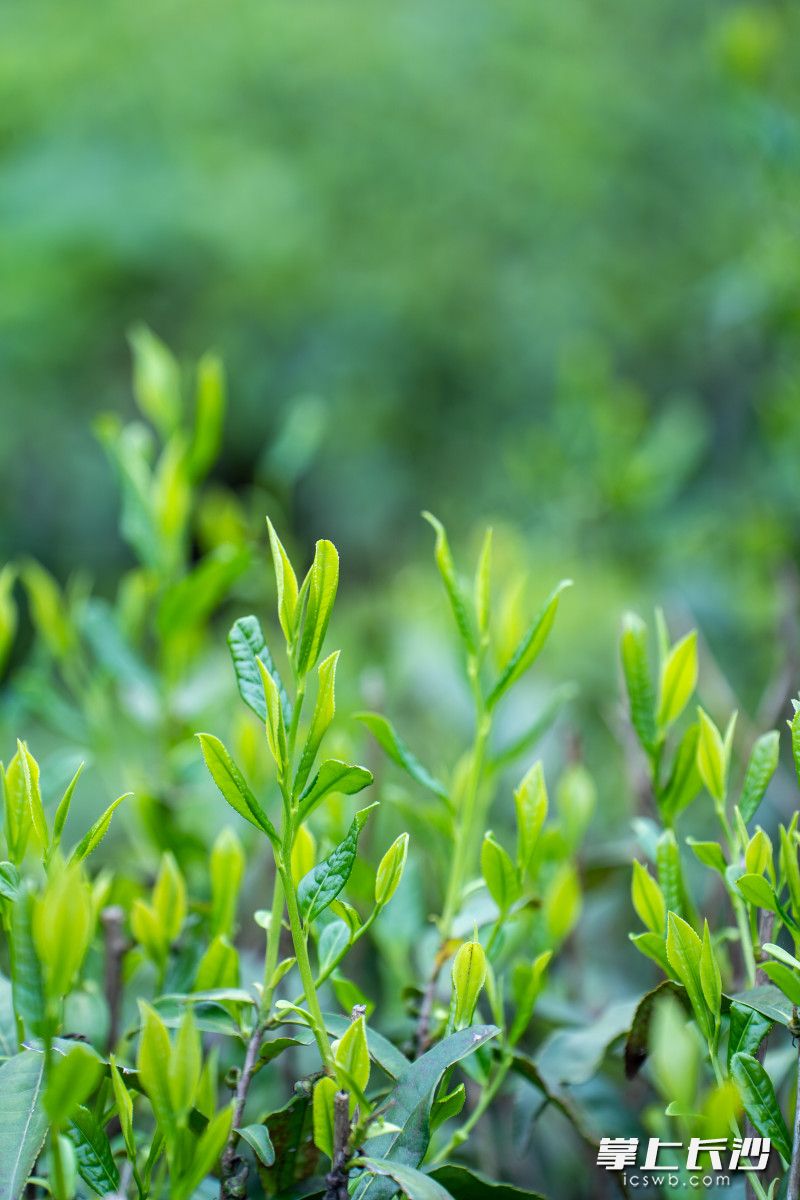 金井镇茶业发展不断取得进步，茶叶生产的繁荣推动着旅游业发展。