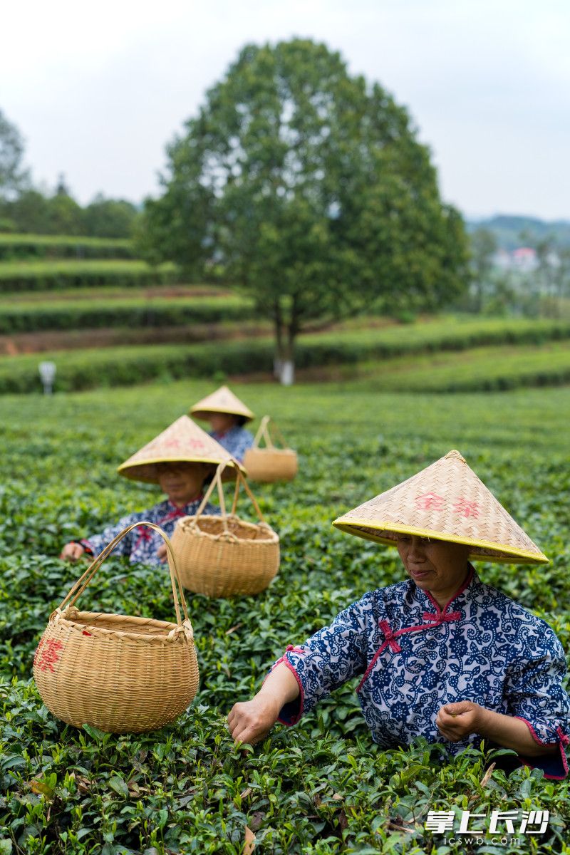 据了解，坐落于当地的湖南金井茶业集团拥有茶园面积近10万亩，带动茶农5万多人，年产值近5亿元。