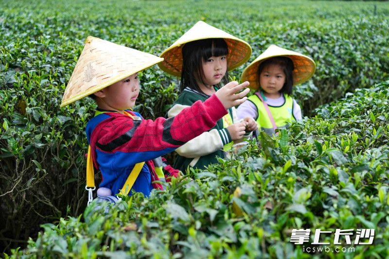今日下午，长沙县金井镇迎来一波“小茶农”。长沙晚报全媒体记者 刘晓敏 林暘 摄影报道