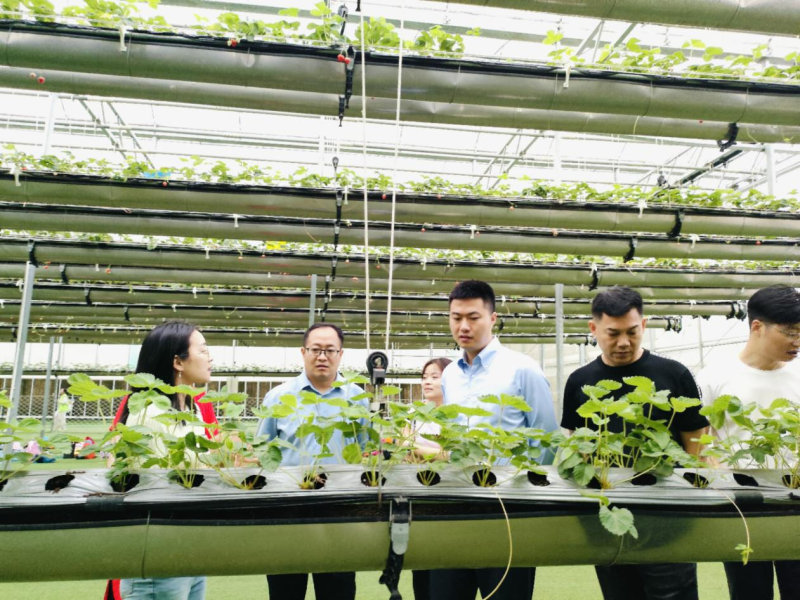 考察组参观广州绿沃川高新农业科技有限公司空中草莓生态园。
