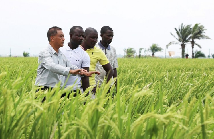 Chinese rice expert Dan Songbai (1st L) instructs farmers in a hybrid rice field in Kihanga, Bubanza Province, Burundi, Oct. 29, 2022. (Xinhua/Dong Jianghui)