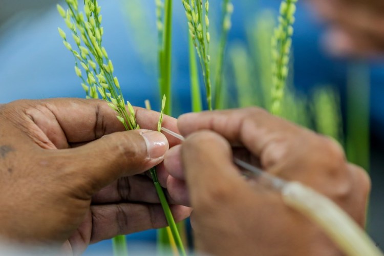 A farmer crossbreeds rice stalks at the International Rice Research Institute (IRRI) in Laguna Province, the Philippines on May 16, 2023. (Xinhua/Rouelle Umali)