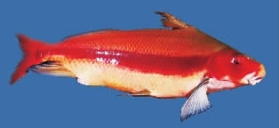 国家二级保护鱼类胭脂鱼。