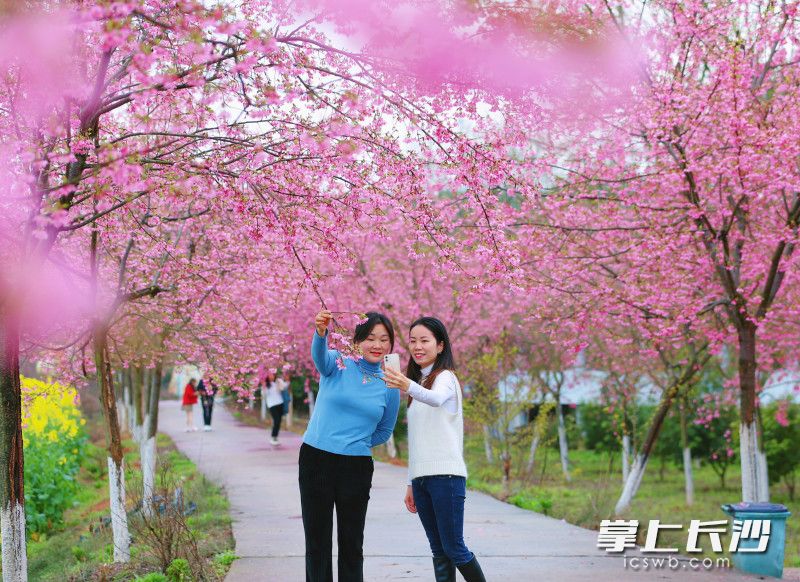 3月16日，浏阳市沿溪镇浏河第一湾景区内樱花盛开，市民游客开心地赏花打卡。均为长沙晚报全媒体记者 颜开云 摄